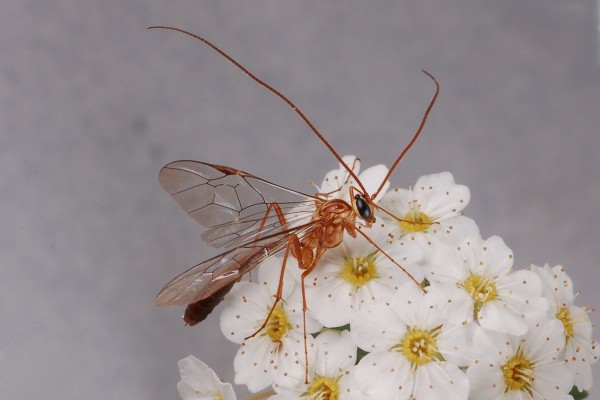 Hymenoptera_Ichneumonidae_Ichneumon wasp
