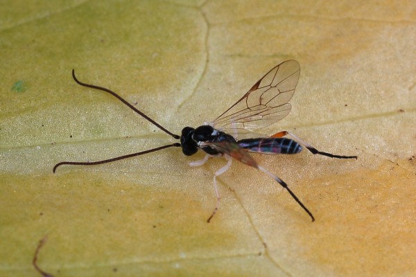 Hymenoptera_Ichneumonidae_Ichneumon wasp