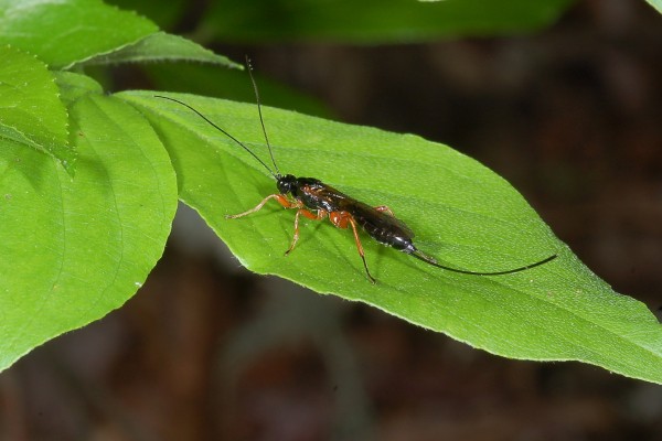 Hymenoptera_Ichneumonidae_Ichneumon wasp