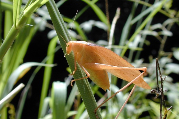 Orthoptera_Tettigoniidae_Oblong-winged katydid