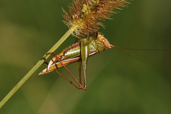 Family Tettigoniidae – ENT 425 – General Entomology