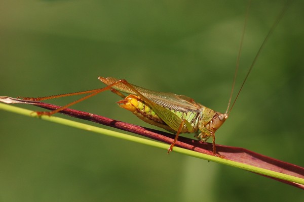 Orthoptera_Tettigoniidae_Greater meadow katydid