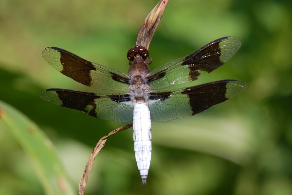 Odonata_Libellulidae_Common whitetail (male)