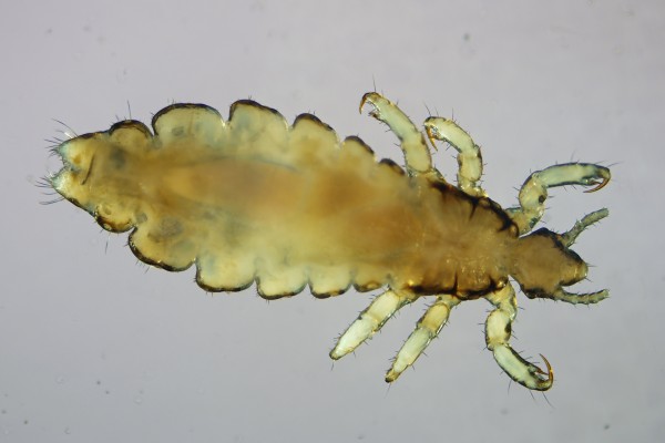 Phthiraptera_Pediculidae_Human body louse
