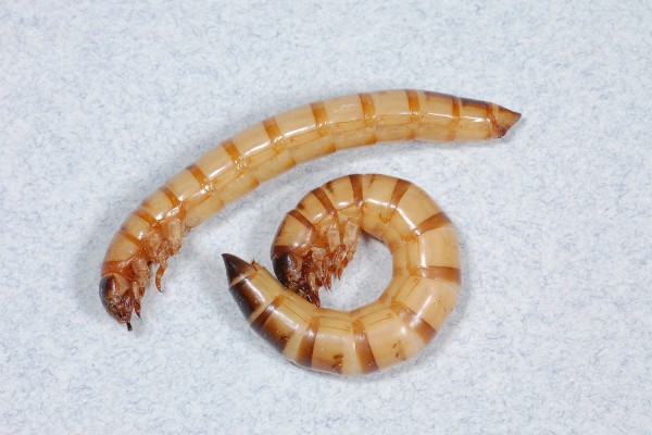 Coleoptera_Tenebrionidae_Mealworms