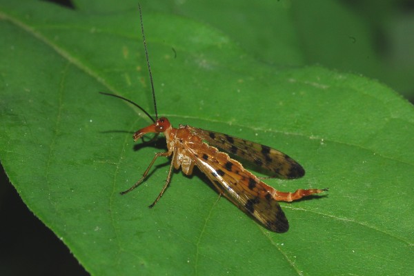 Mecoptera_Panorpidae_Common scorpionfly