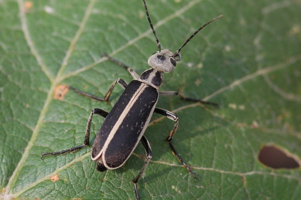 Coleoptera_Meloidae_Margined Blister Beetle