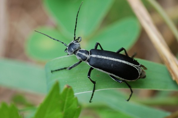 Coleoptera_Meloidae_Margined Blister Beetle