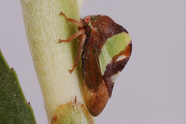 Homoptera_Membracidae _Treehopper