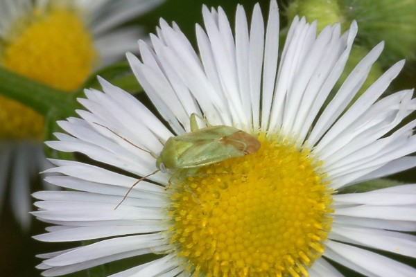 Hemiptera_Miridae_Plant bug