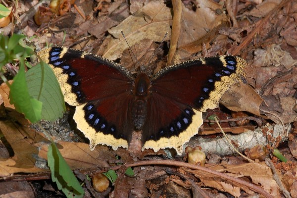 Lepidoptera_Nymphalidae_Mourning cloak butterfly