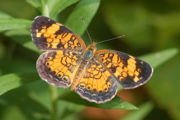 Lepidoptera_Nymphalidae_Crescent butterfly