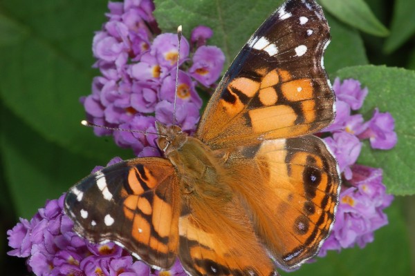 Lepidoptera_Nymphalidae_Painted lady butterfly