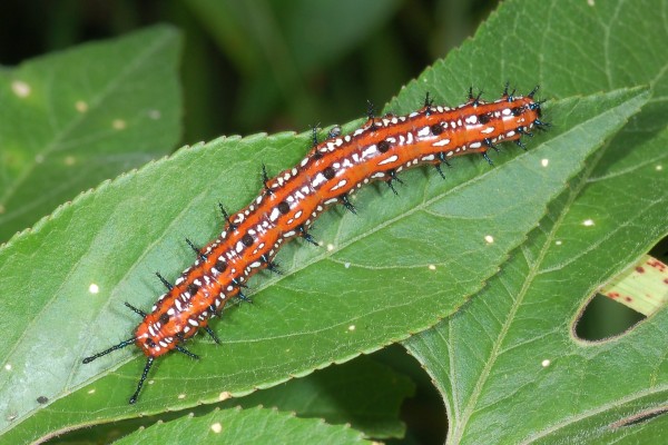 Lepidoptera_Nymphalidae_Variegated fritillary caterpillar