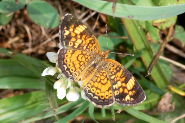 Lepidoptera_Nymphalidae_Crescent butterfly
