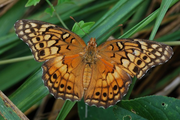 Lepidoptera_Nymphalidae_Variegated fritillary butterfly