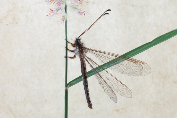 Neuroptera_Ascalaphidae_Owlfly