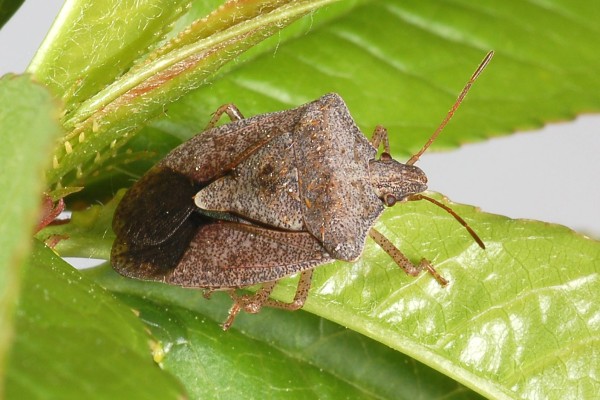 Hemiptera_Pentatomidae_Brown stink bug