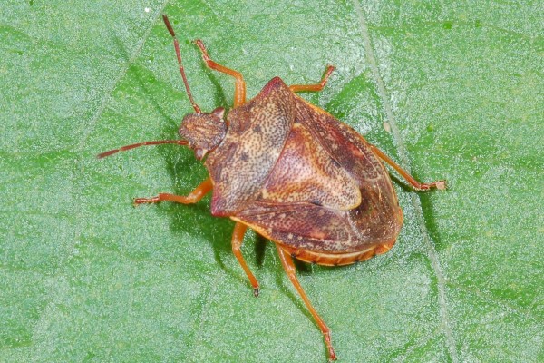 Heteroptera_Pentatomidae_Stink bug