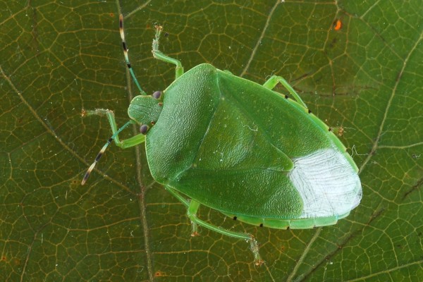 Hemiptera_Pentatomidae_Green stink bug