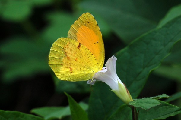 Lepidoptera_Pieridae_Clouded yellow butterfly
