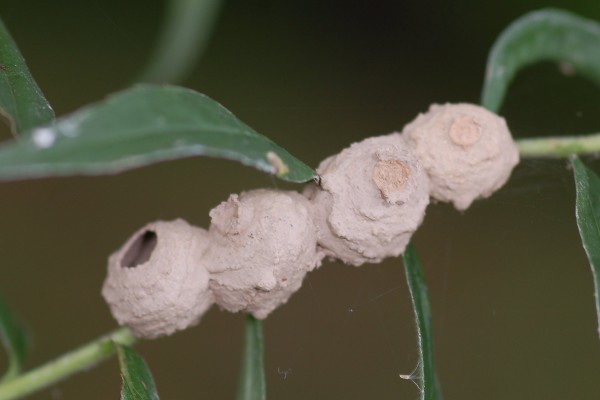 Hymenoptera_Vespidae_Potter Wasp Nests