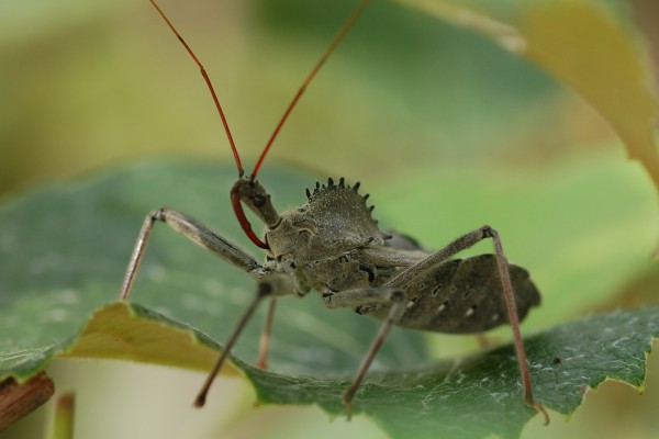Hemiptera_Reduviidae_Wheel bug