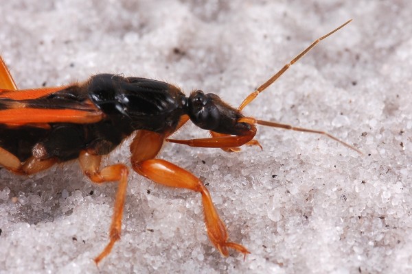 Hemiptera_Reduviidae_Assassin bug