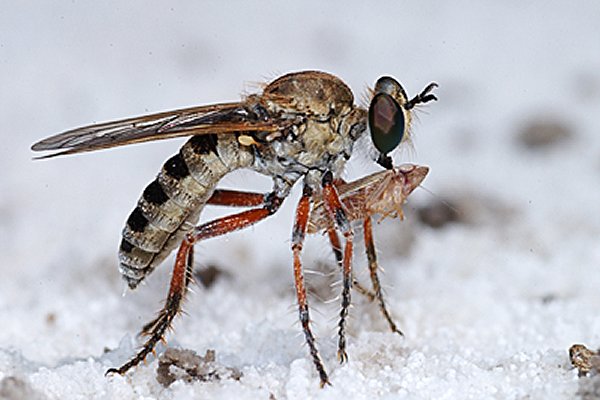 Robber fly with leafhopper prey