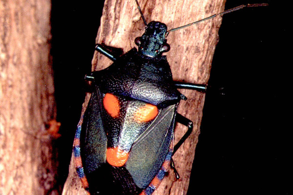 Heteroptera_Pentatomidae_Stink Bug