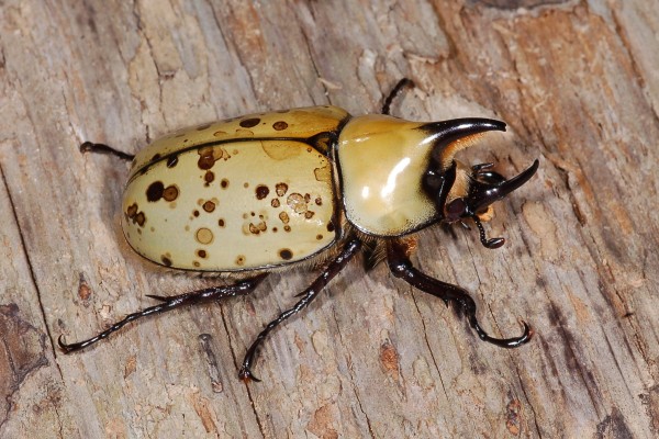 Coleoptera_Scarabaeidae_Eastern Hercules beetle