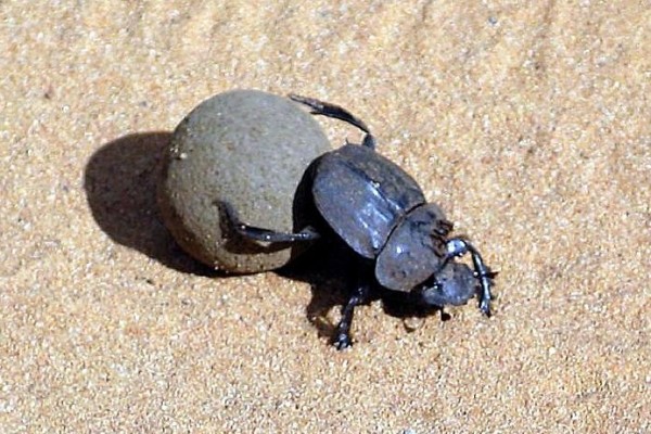Coleoptera_Scarabaeidae_Dung Beetle
