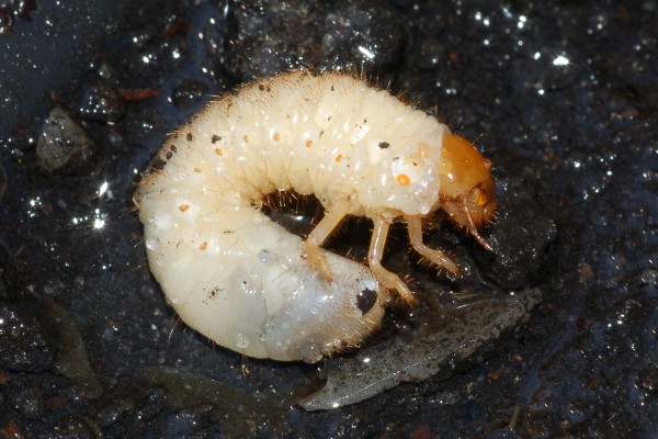 Coleoptera_Scarabaeidae_Scarab larva