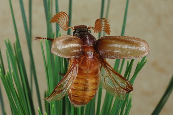 Coleoptera_Scarabaeidae_Scarab beetle
