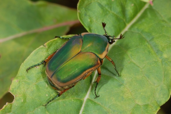 Coleoptera_Scarabaeidae_Green June beetle