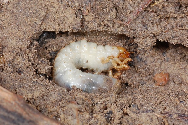 Coleoptera_Scarabaeidae_Scarab larva