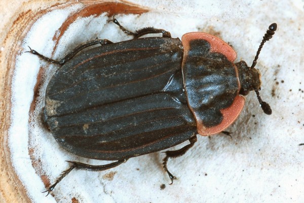 Coleoptera_Silphidae_Carrion beetle