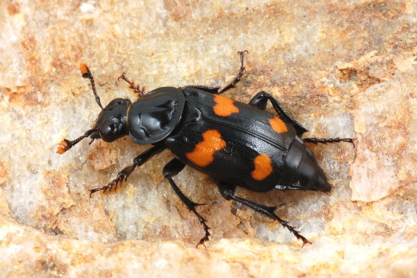 Coleoptera_Silphidae_Burying beetle