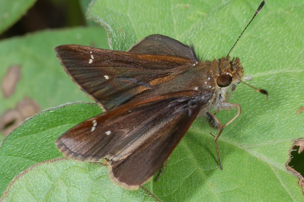 Lepidoptera_Hesperiidae_Skipper butterfly