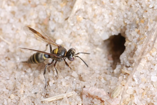 Hymenoptera_Sphecidae_Thread-waisted wasp