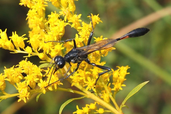 Hymenoptera_Sphecidae_Thread-waisted wasp (sand wasp)
