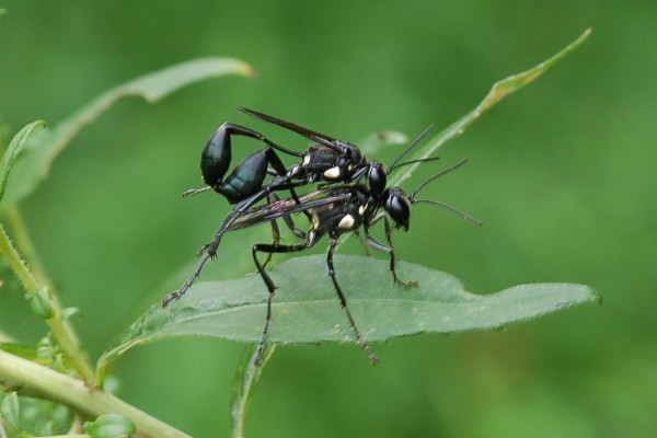 Hymenoptera_Sphecidae_Thread-waisted wasps mating