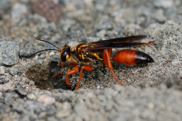 Hymenoptera_Sphecidae_Great golden digger wasp