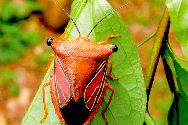 Heteroptera_Pentatomidae_Stink Bug