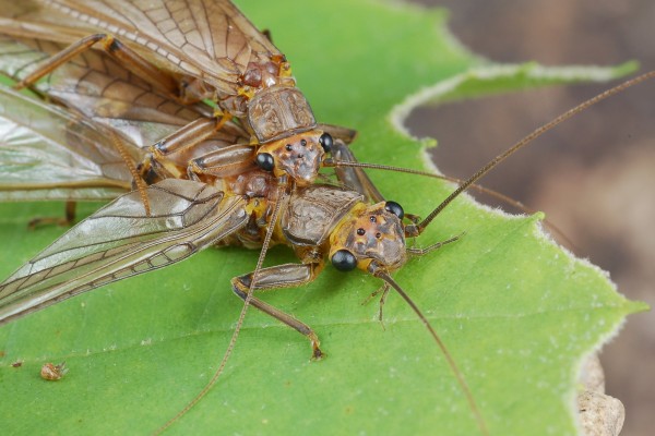 Plecoptera_Perlidae_Stoneflies mating