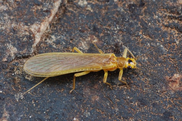Plecoptera_Perlidae_Stonefly