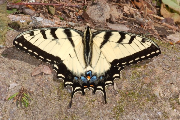 Lepidoptera_Papilionidae_Eastern tiger swallowtail butterfly