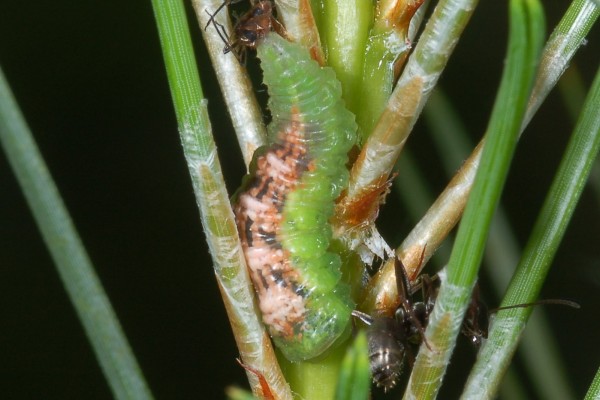 Family Syrphidae – ENT 425 – General Entomology