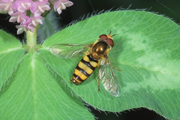 Diptera_Syrphidae_American hover fly