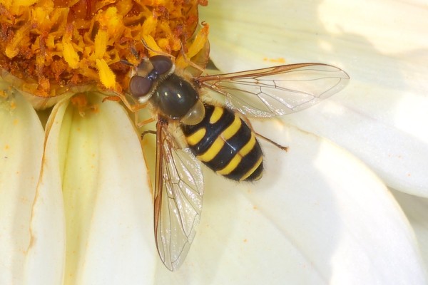 Diptera_Syrphidae_Syrphid fly